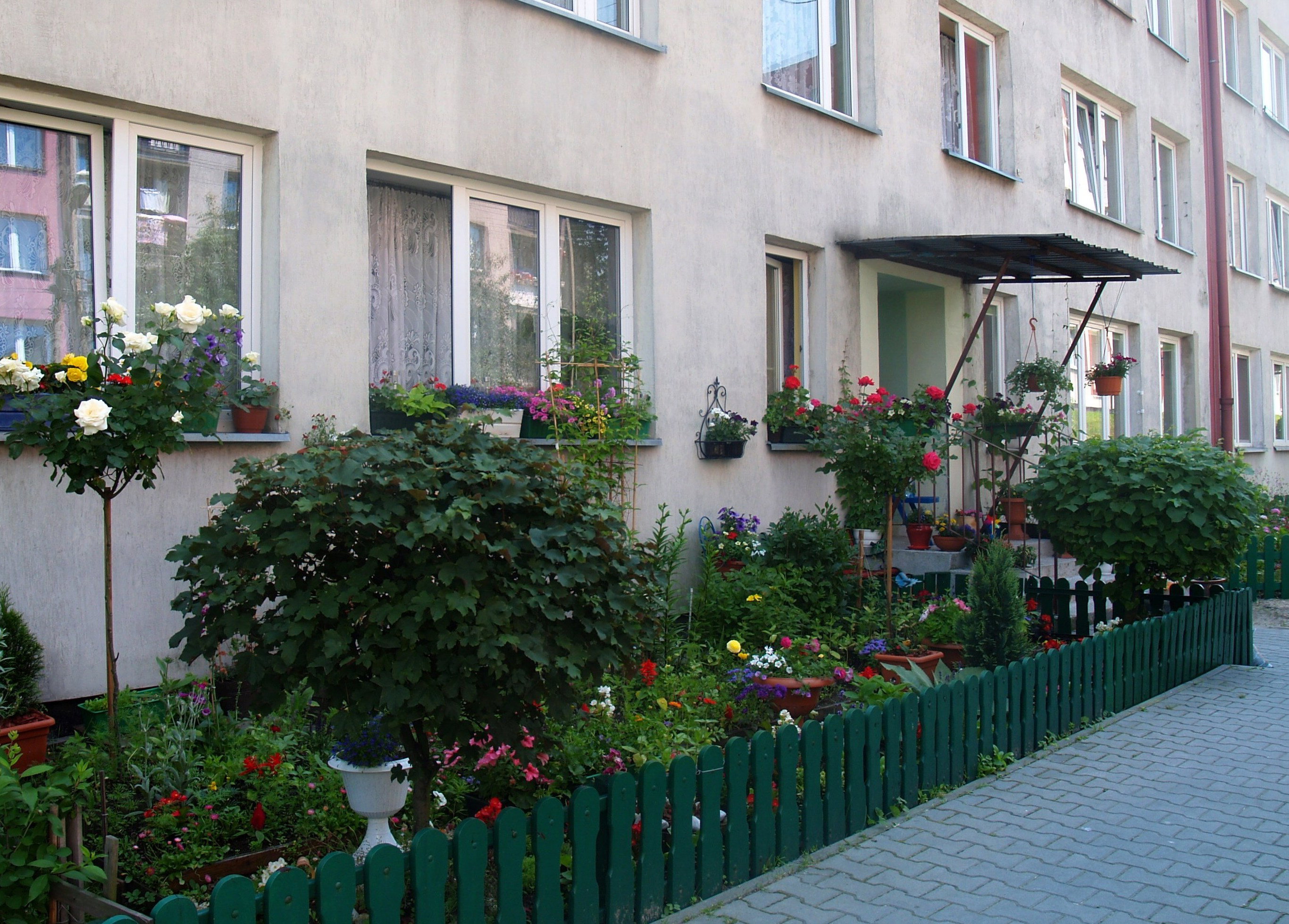 Mój ogródeczek przyblokowy, jego skromne ramy stanowią klon kanadyjski i lipa.