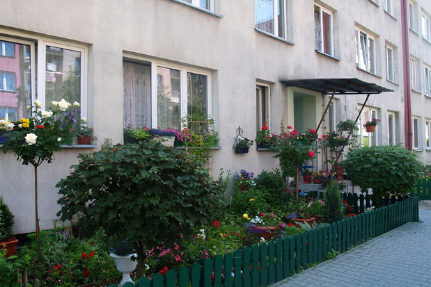 Mój ogródeczek przyblokowy, jego skromne ramy stanowią klon kanadyjski i lipa.