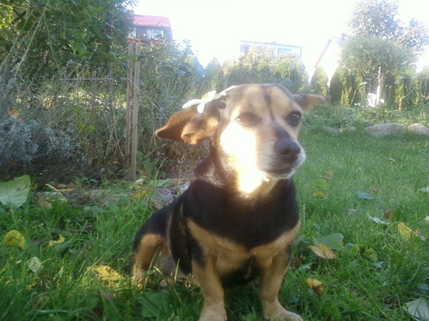 Mój piesek, w oddali ogród.