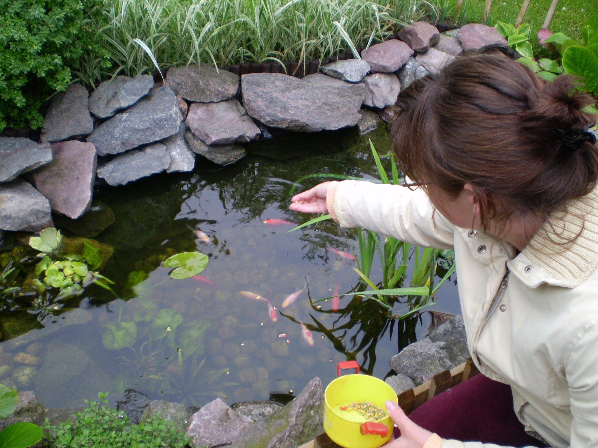 „Moją kolorową ławicę karmię raz dziennie suchym pokarmem w formie pałeczek”, pisze nasza czytelniczka i autorka zdjęć.