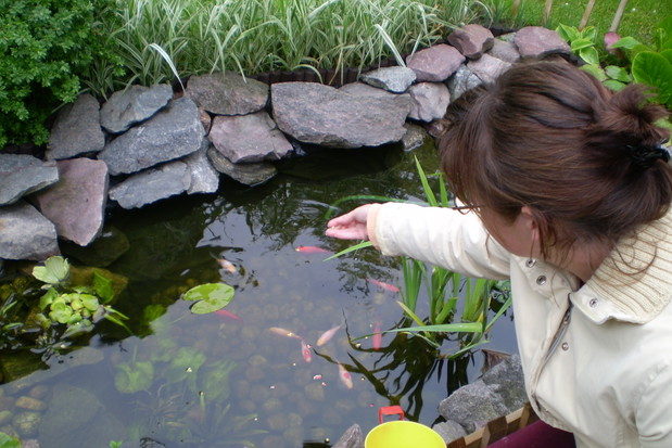 „Moją kolorową ławicę karmię raz dziennie suchym pokarmem w formie pałeczek”, pisze nasza czytelniczka i autorka zdjęć.