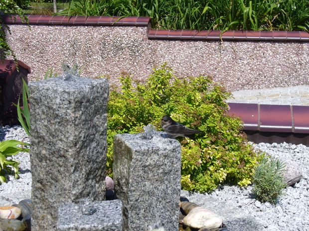 Moja mała fontanna. Ulubienica spragnionych ptaków:)