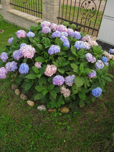 Moja piękna trzykolorowa hortensja z roku na rok jest piękniejsza