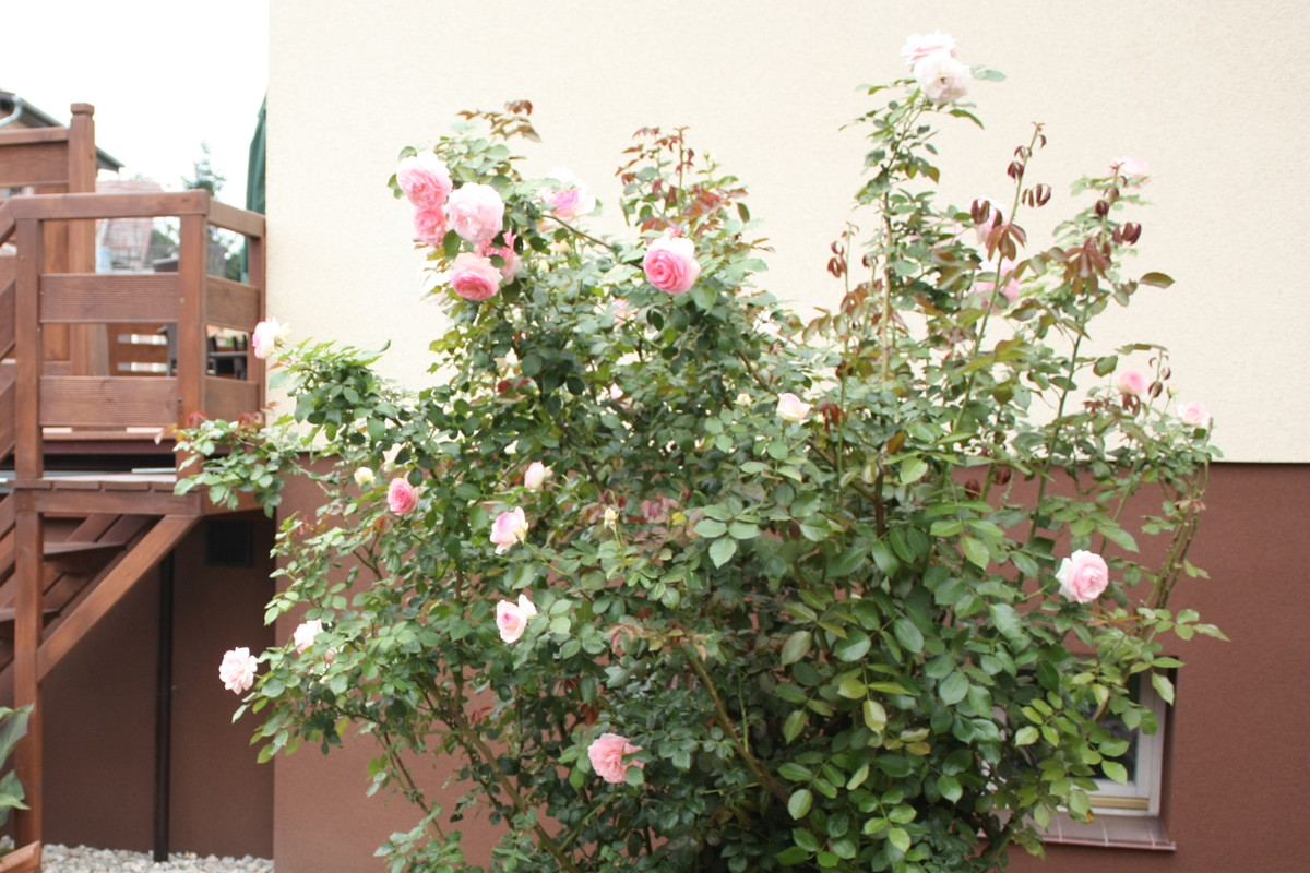 moja przepiękna róża, którą się każdy zachwyca