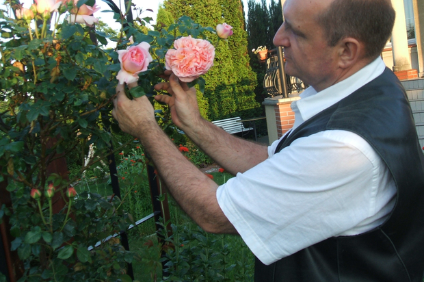 Na pergolę wybraliśmy 'The New Down' – odmianę róży pnącej powtarzającą kwitnienie.