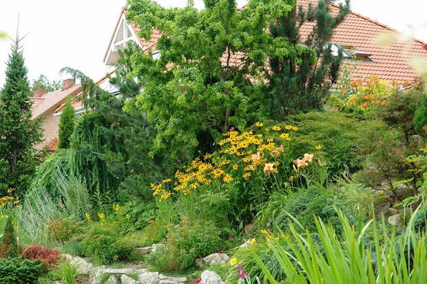 Na tej rabacie pierwsze kwitną tu wilczomlecze i phloxy szydlaste, latem rudbekie i zawilce japońskie