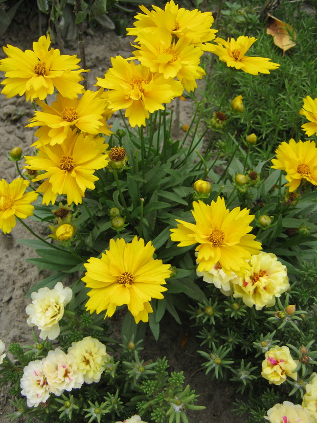Nachyłek w pełnej okazałości