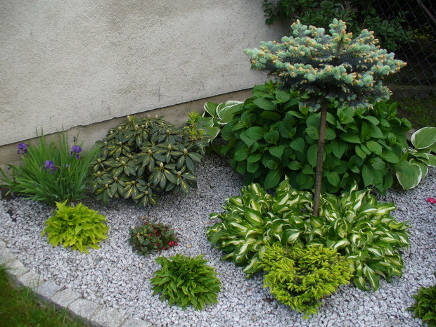 Najciemniejsze i najbardziej zaciszne miejsce mojego ogrodu. Świetnie czują się tutaj funkie, hortensja oraz rododendrony.