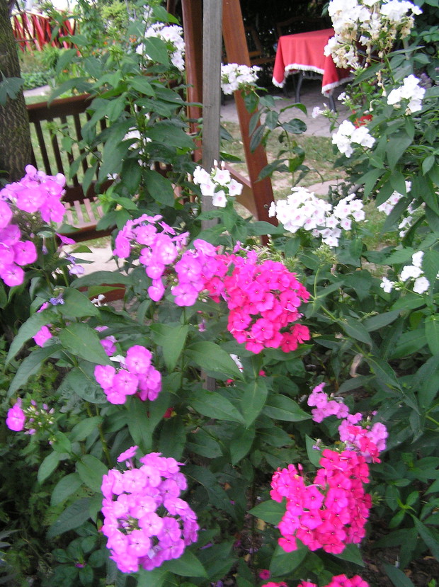 najdłużej kwitną i do tego pachną - płomyki