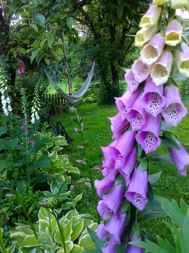 Naparstnice olbrzymy