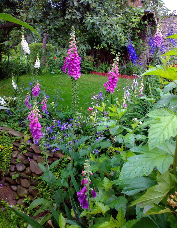 Naparstnice się rozsiały i rosną nawet na murku