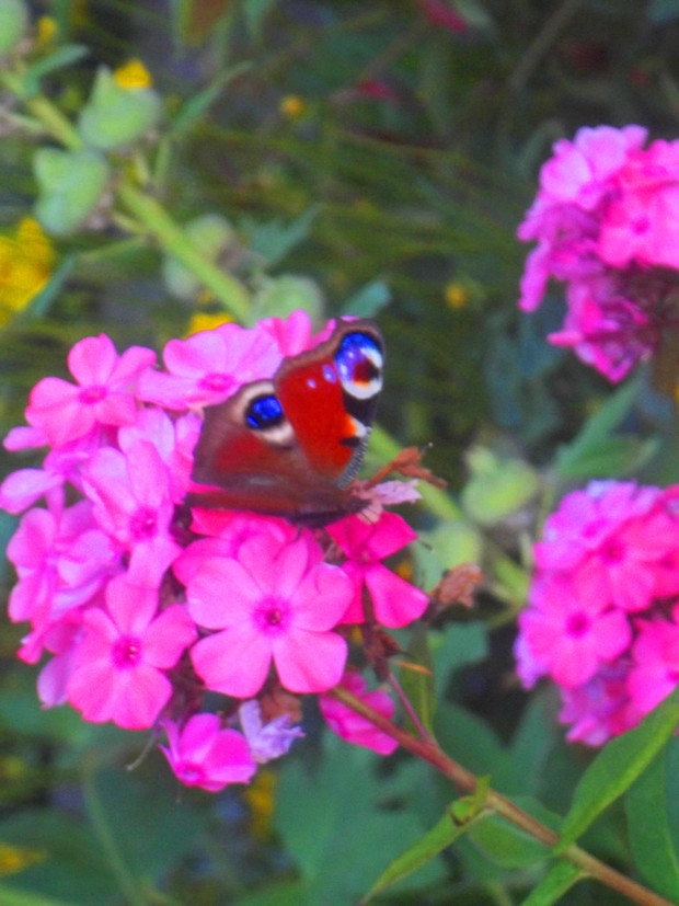 nasi goście w ogrodzie