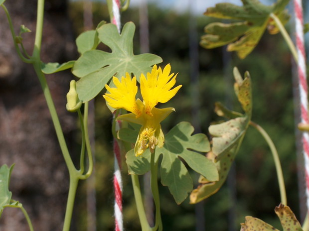 Nasturcja kanaryjska