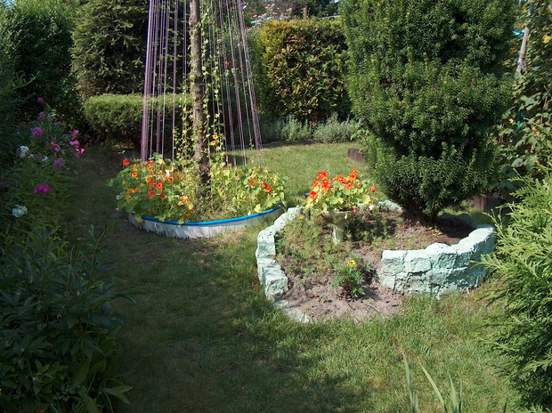 Nasturcje oraz Aksamitki w ogrodzie skalnym