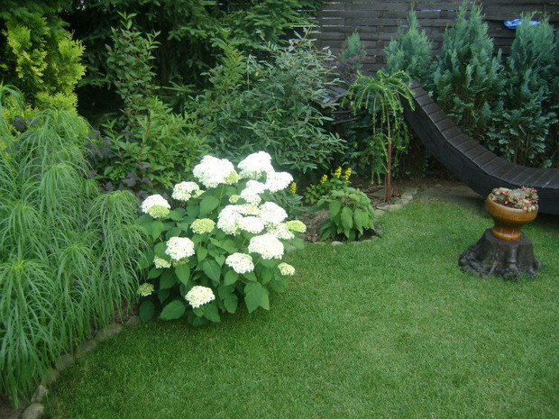 NIEZAWODNE HORTENSJE