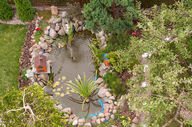 Oaza spokoju dla rybek i żabek.