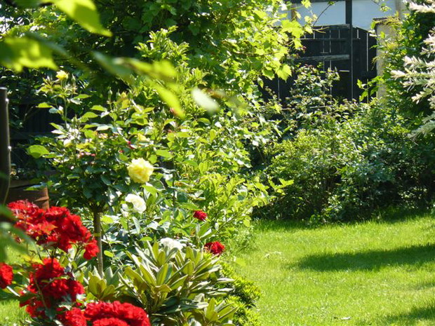 Od północnej strony naszego ogrodu rosną krzewy winogron, borówki amerykańskiej, malino-jeżyny, a wszystko to w sąsiedztwie rododendronów i czerwonych róż