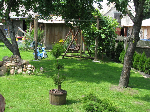 Od tej tujki zaczęła się mija przygoda z formowaniem krzewów 