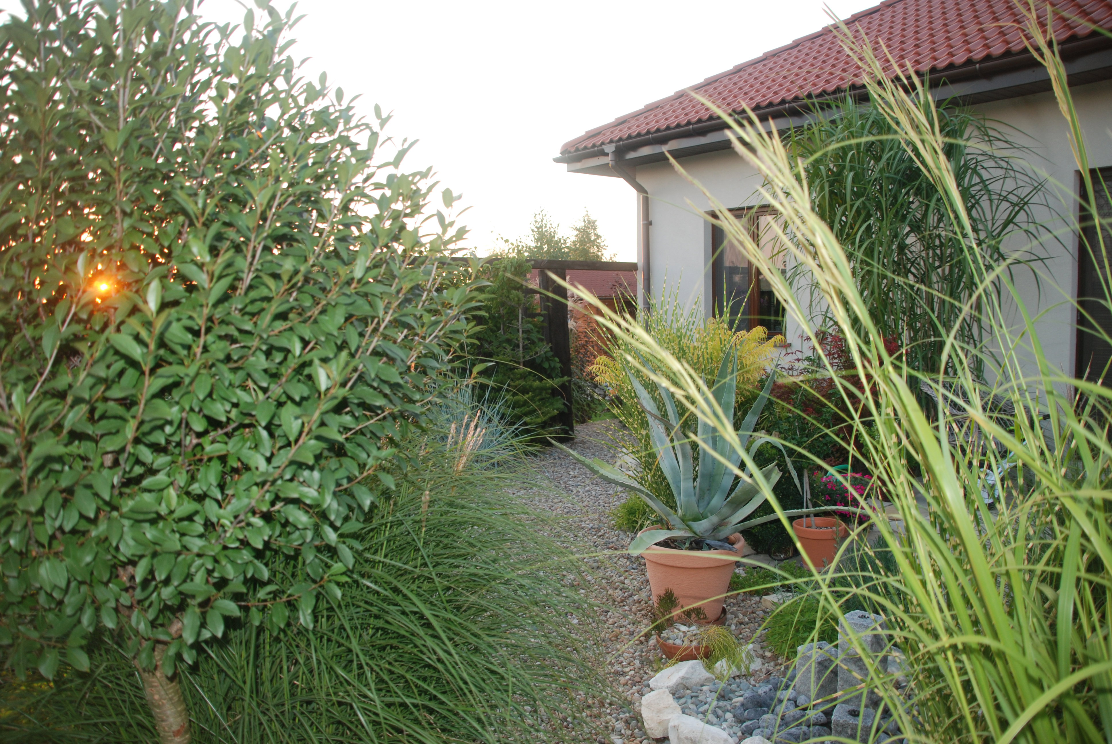 ogród śródziemnomorski o zachodzie słońca nabiera swoistych, ciepłych barw