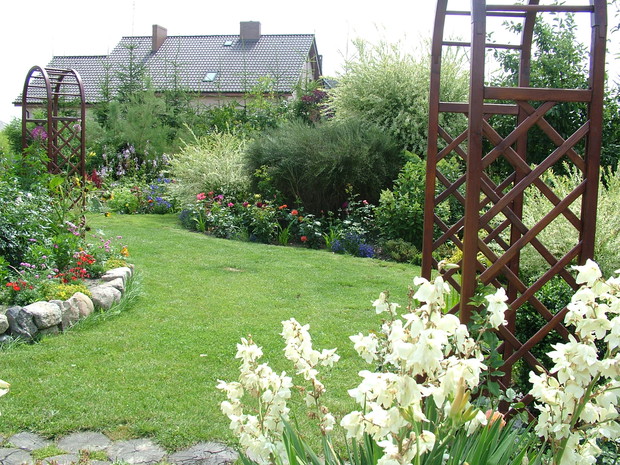 Olbrzymi żarnowiec w otoczeniu wierzb hakuro i rabaty różanej