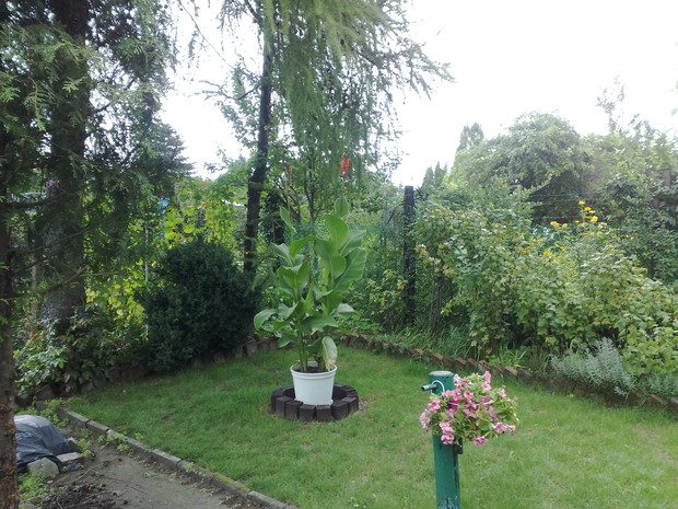 Paciorecznik - Canna