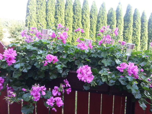 pelargonie cd...:)