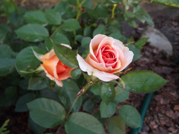 Pełna wdzięku.....