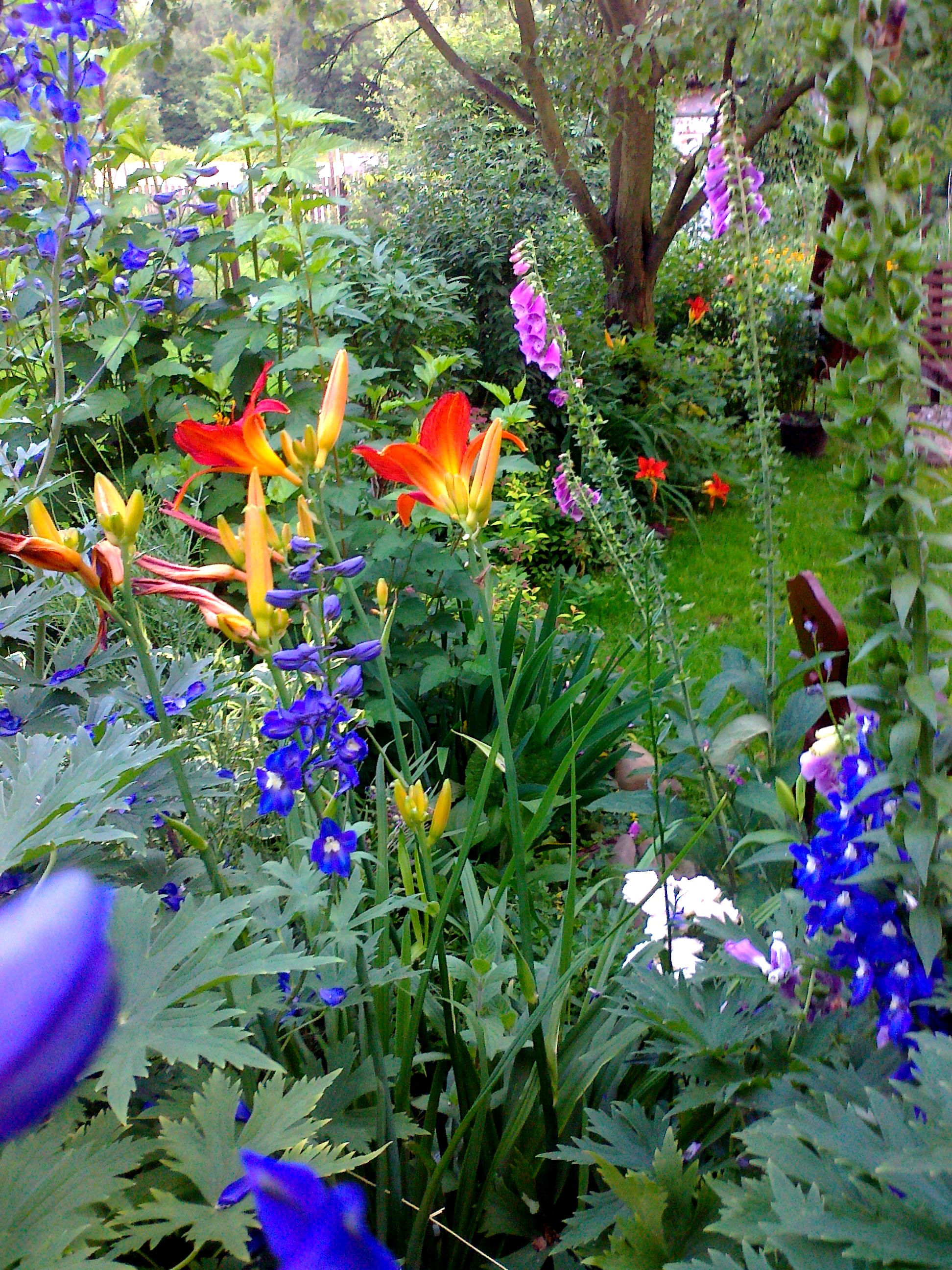 Piękna mieszanka,ostróżki,liliowce,naparstnice