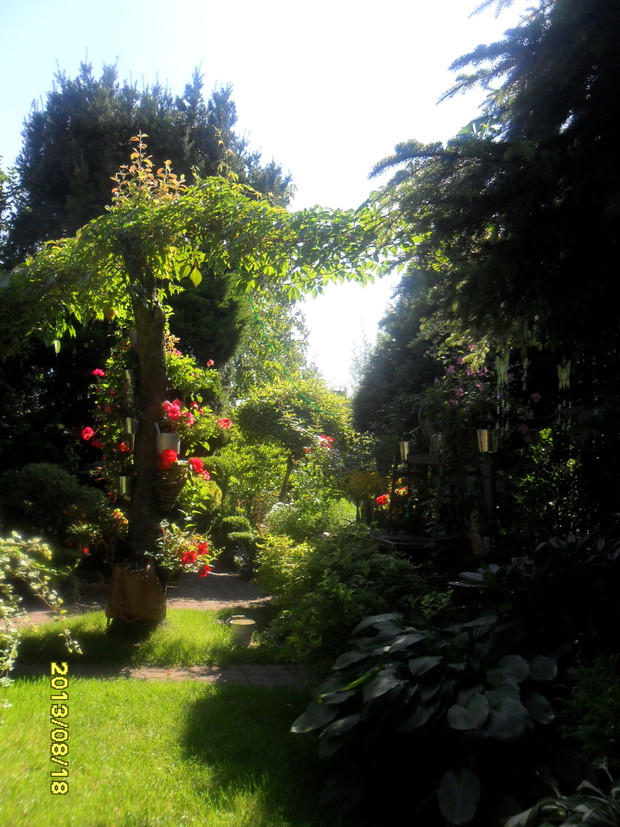 pien w kwiatach z daleka str.zachodnia - najmniej zarosnety