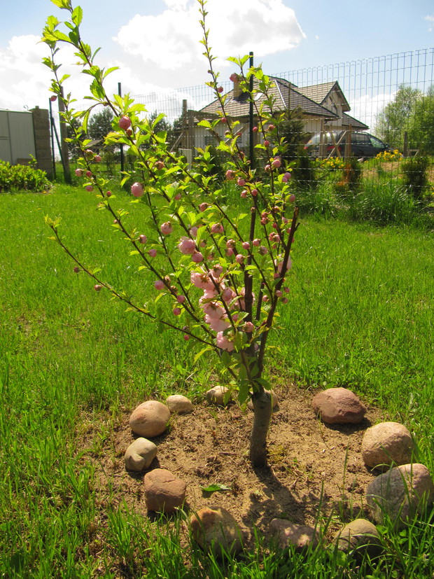 Pierwsza wiosna migdałka