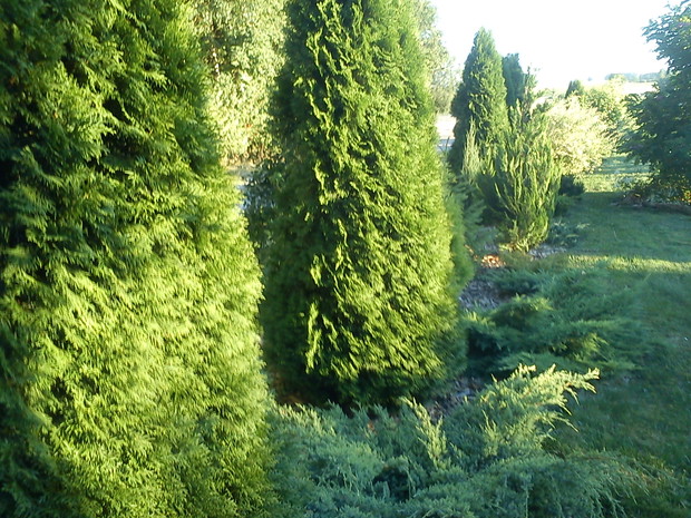 Pierwsze tuje w moim ogrodzie