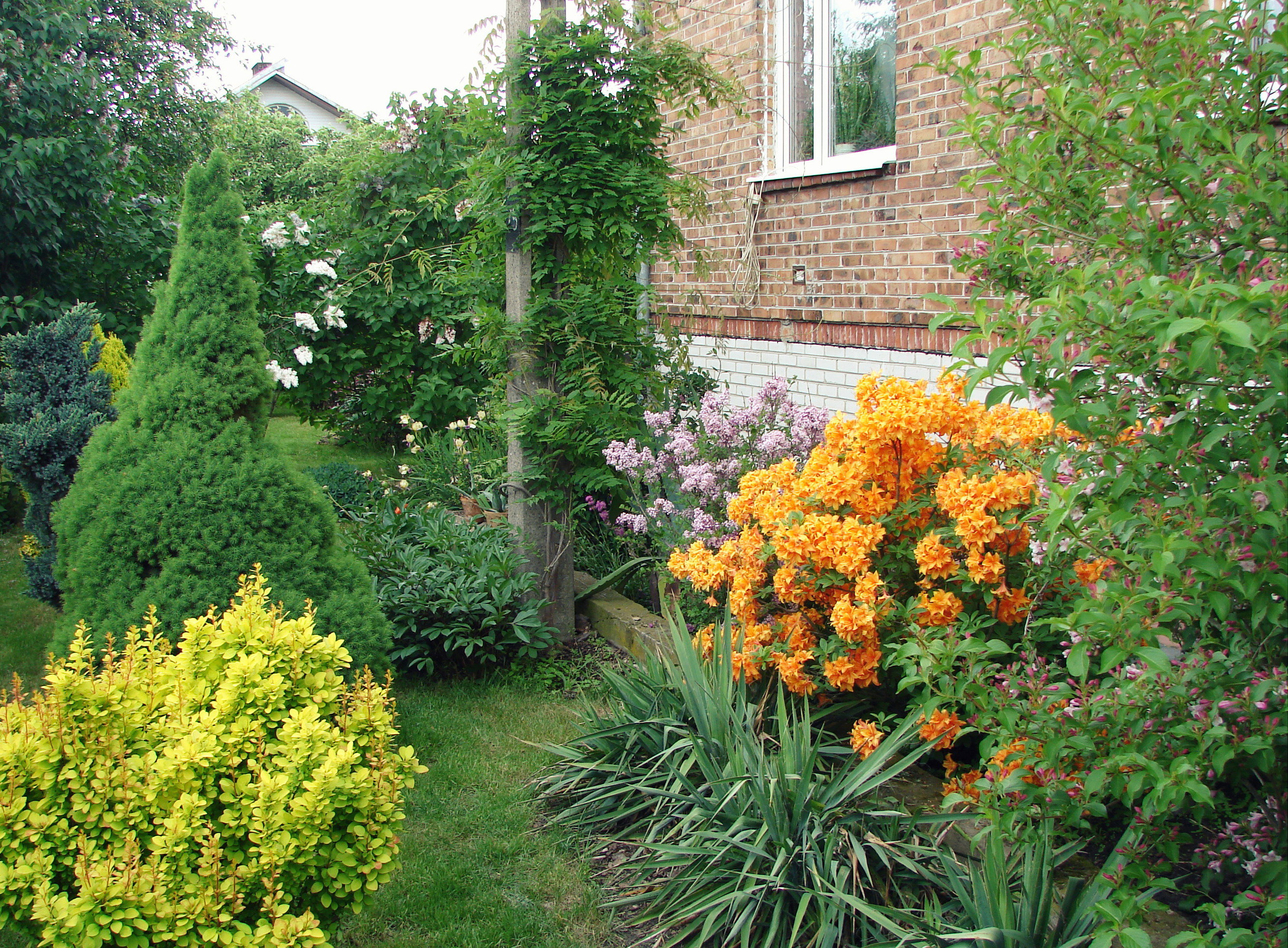 Pierwszy raz tej wiosny zakwitła 3letnia Wisteria, a co ciekawe w lipcu powtórzyła swoje kwitnienie sprawiając mi tym wiele radości i satysfakcji. Natomiast Azalia japońska wraz z Lilakiem `Palbin` urzekała swoim zapachem.