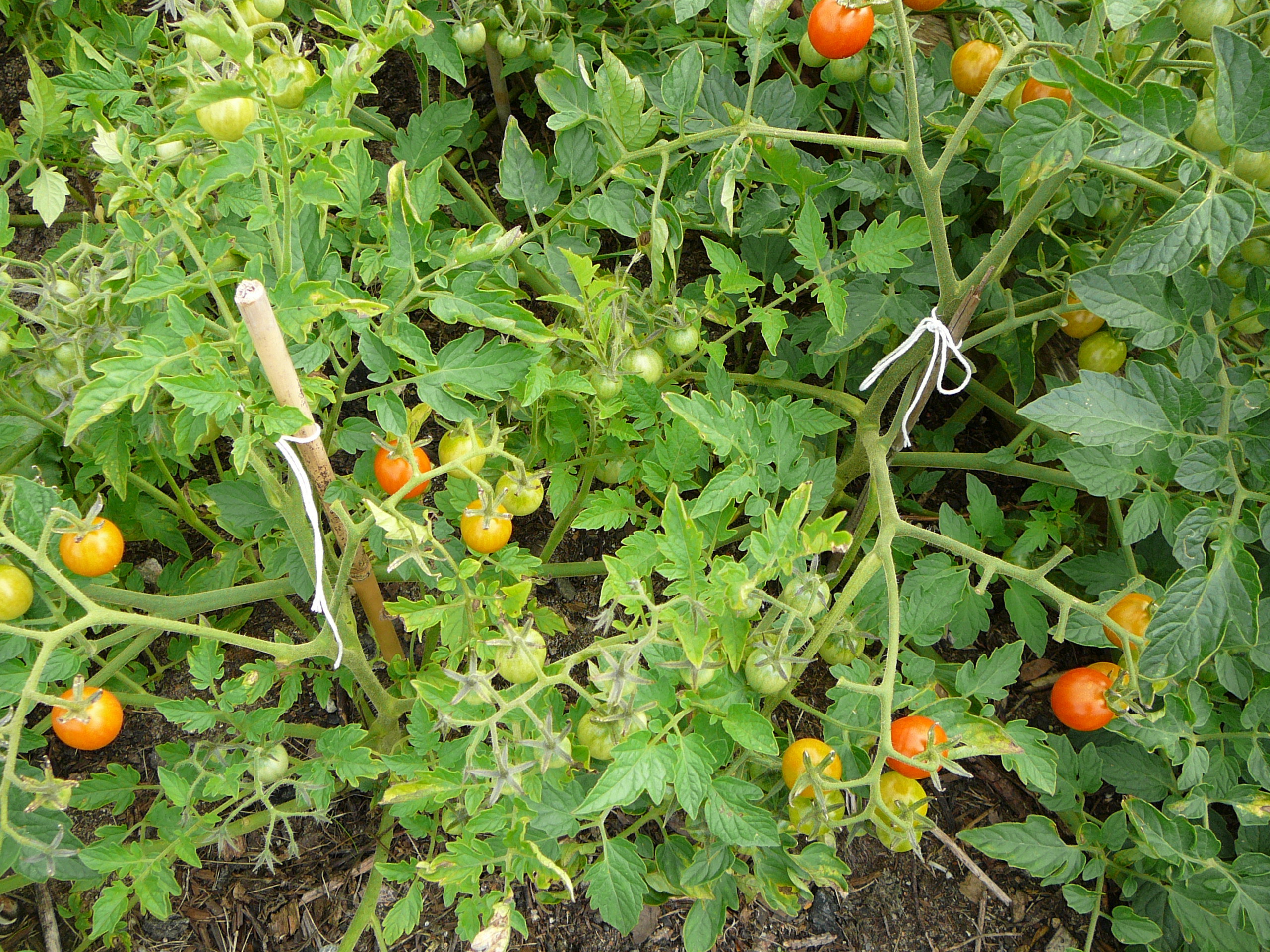 pomidorki koktajlowe