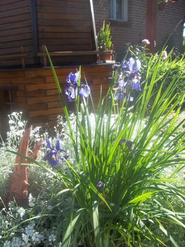 poranny wschód słońca na rabacie