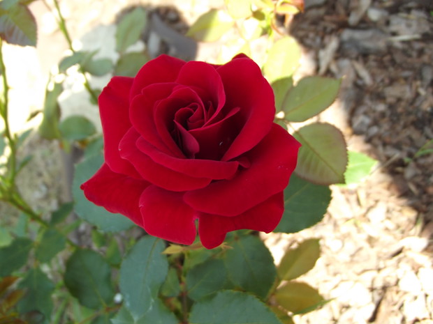 Prawdziwy kwiat miłości:)