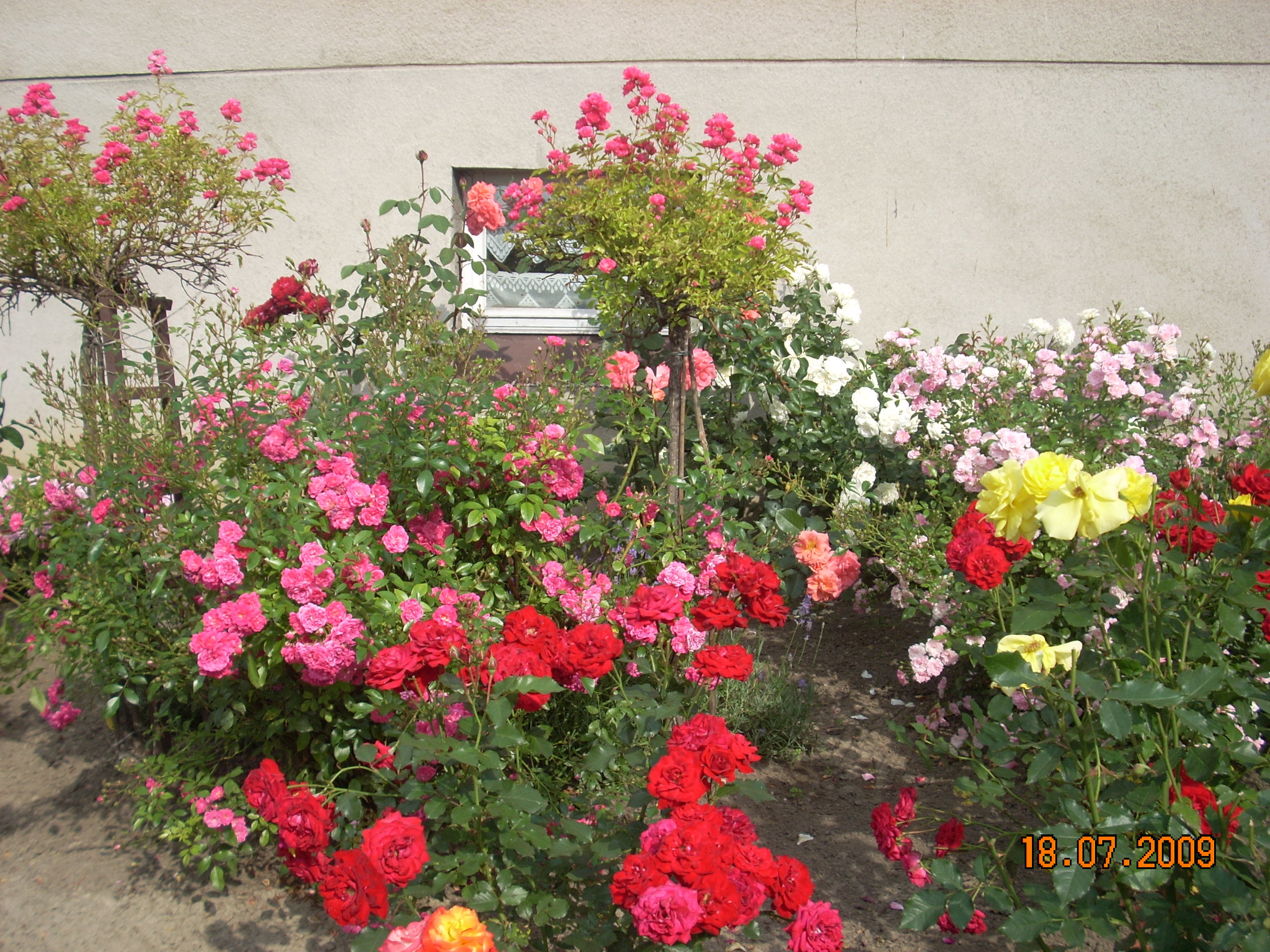 Przepiękne róże w różnych kolorach.