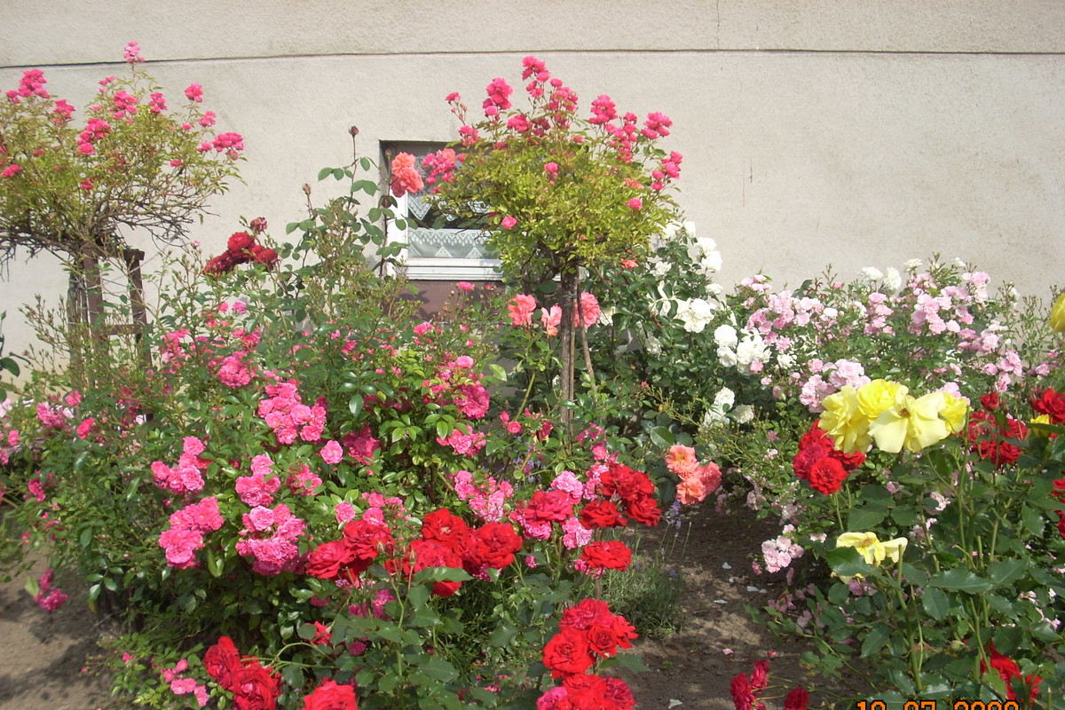 Przepiękne róże w różnych kolorach.