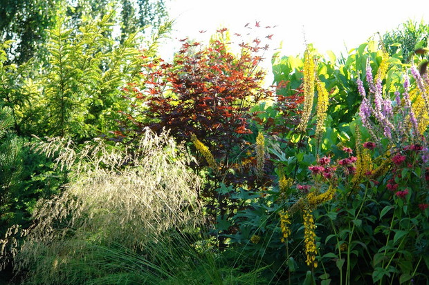 Rabata preriowa, w której królują krwawnica, języczki, pysznogłówka, trawy i jeżówki