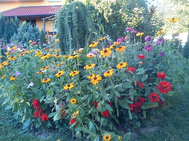 rabata z kwiatami jednorocznymi