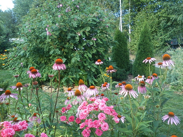 rabata z roślinami bylinowymi