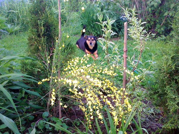 Raper dogląda żarnowców
