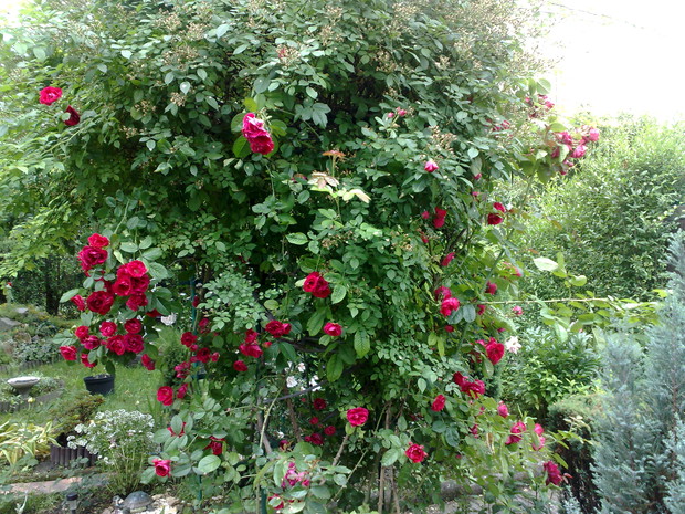 Róże pnące