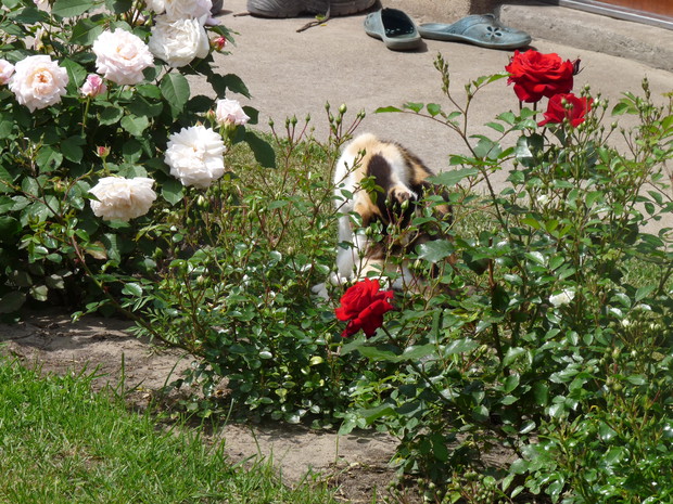 rozyczki i moja kotka latka