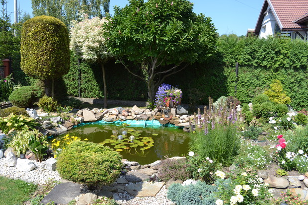 Ścieżka prowadząca do oczka wodnego oraz przepiękna magnolia hodowana przez lata.