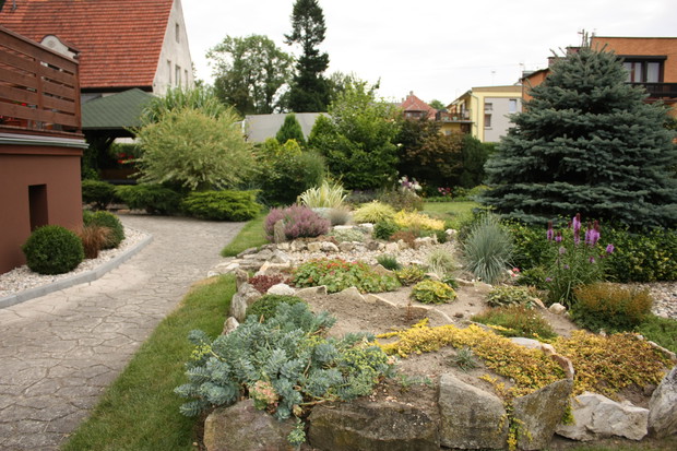 skalniak najpiękniejszy wiosną, gdy kwitną wszystkie skalne rośliny