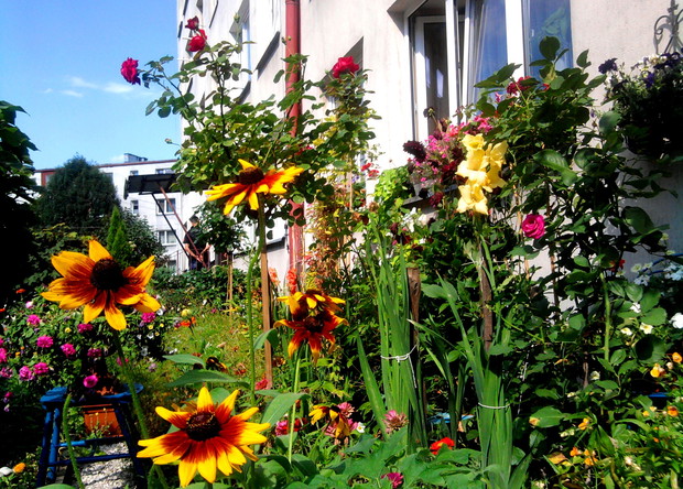 Słoneczne rudbekie to kwiaty późnego lata.