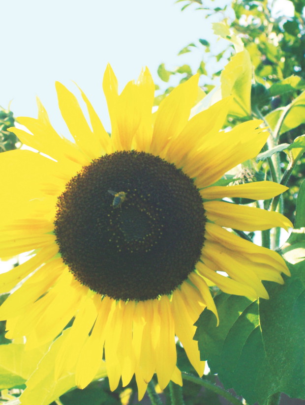 Słoneczniki bylinowe doskonale znoszą przymrozki. Nie lubią tylko długiego chłodu.    