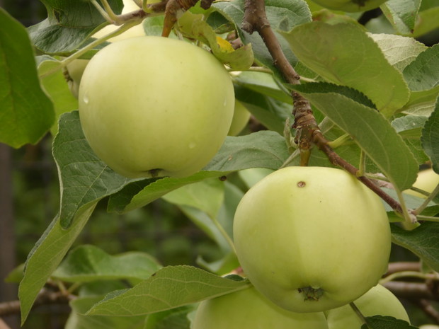 smaczne jabłka z własnego sadu