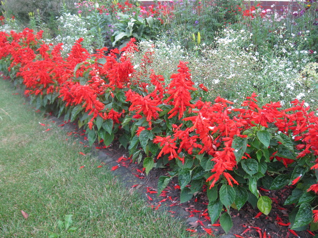 Szałwia lśniąca doskonale nadaje się na obwódki.