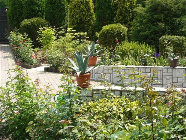 Tak wygląda wejście do naszego domu. Po lewej i po prawej stronie witają nas agawy i róże 